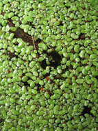 Image of Common Duckweed