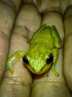 Image of Boettger's Colombian Treefrog