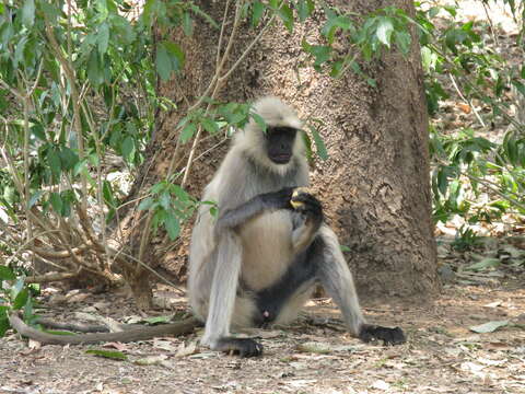 Image of Northern plains gray langur