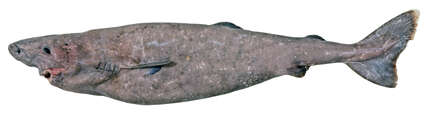 Image of Southern Sleeper Shark