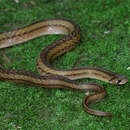 Image of Cantor's Kukri Snake