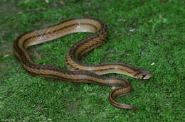 Image of Cantor's Kukri Snake