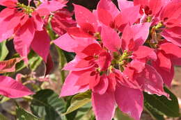 Image of poinsettia