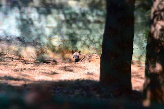 Image of Striped Hyena