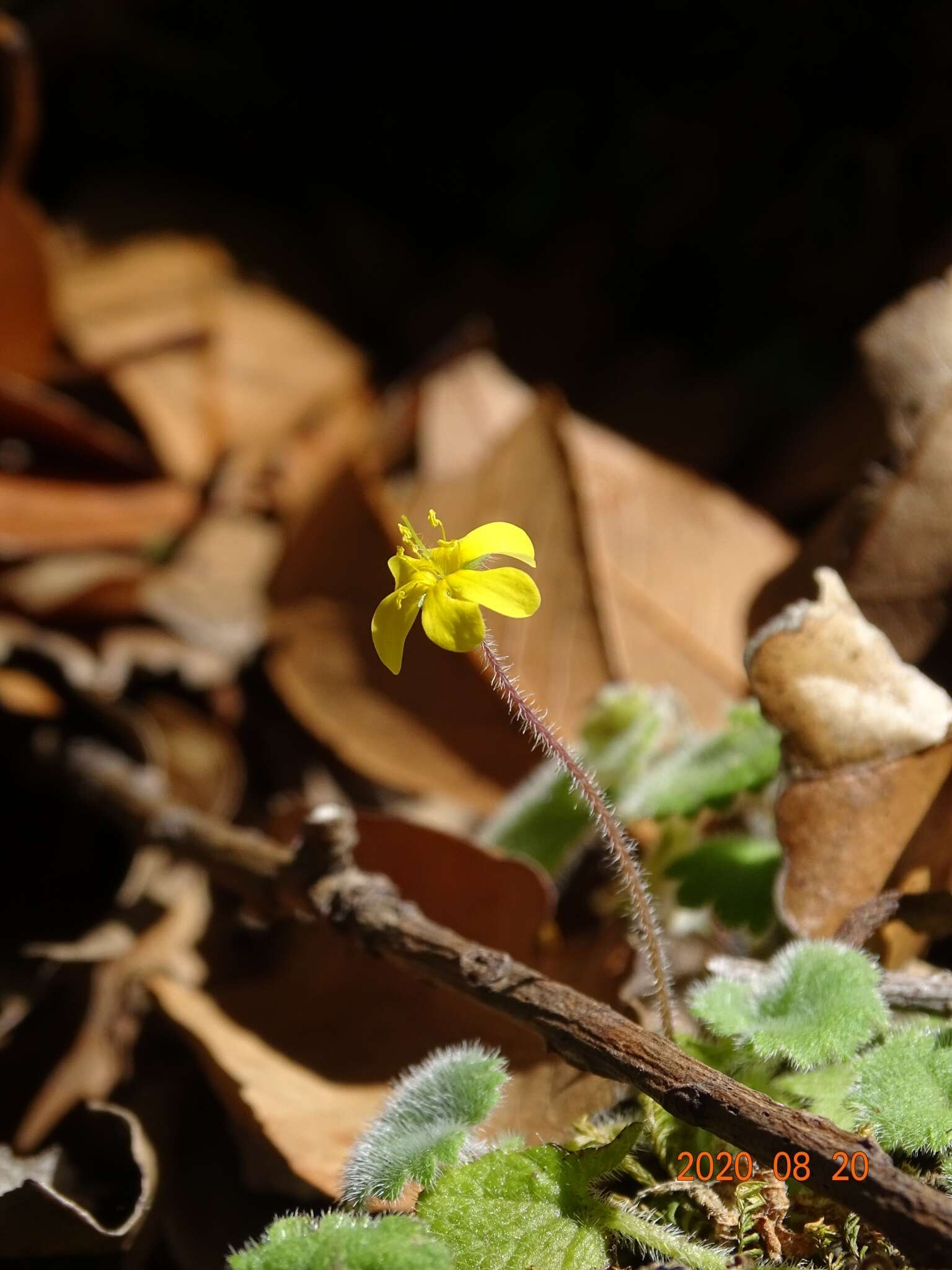 Sibthorpia peregrina L. resmi