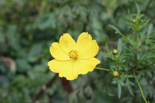 Image of sulphur cosmos