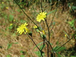 Image of nipplewort