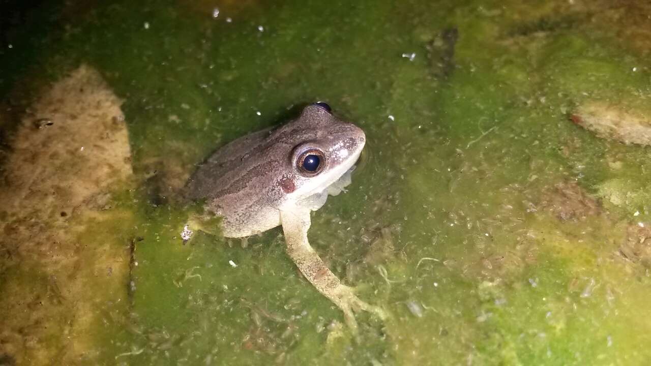 Image of Upland Chorus Frog