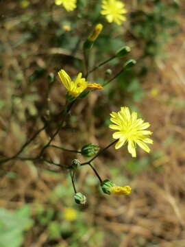 Image of nipplewort