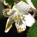 Image of Deutzia uniflora Shirai