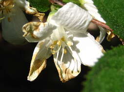 Image of Deutzia uniflora Shirai