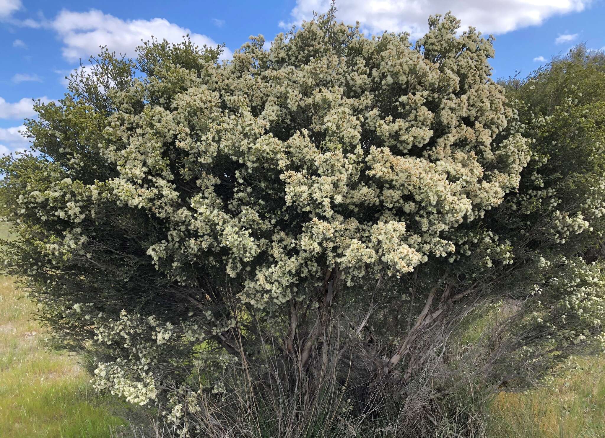 Image of d'Alton's melaleuca