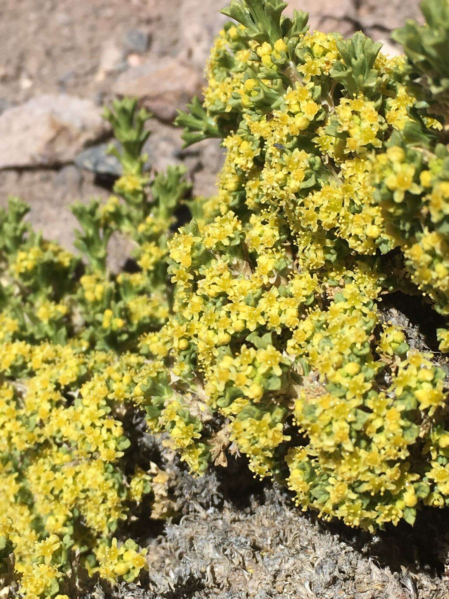 Imagem de Azorella trisecta