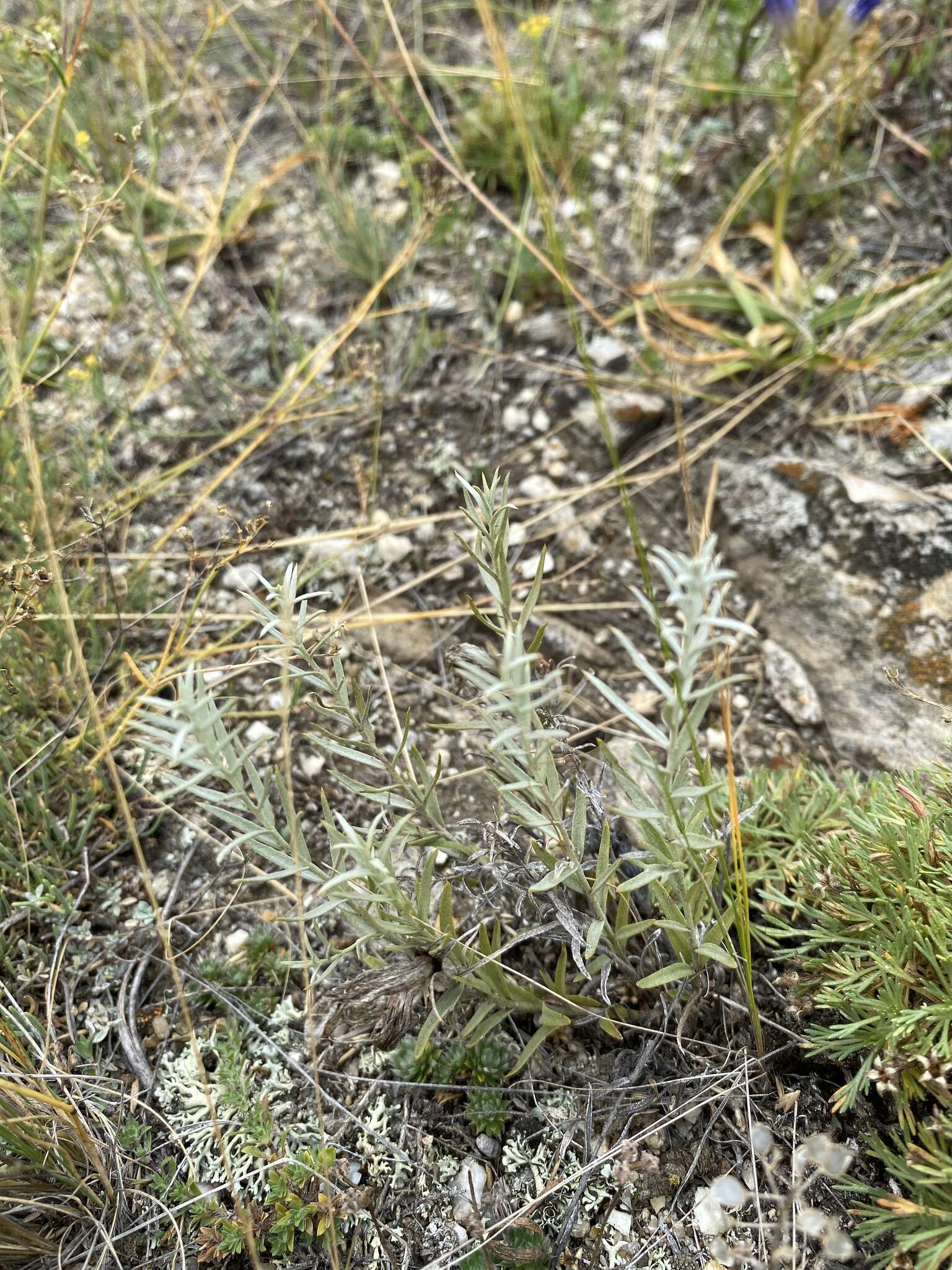 Plancia ëd Cymbaria daurica L.