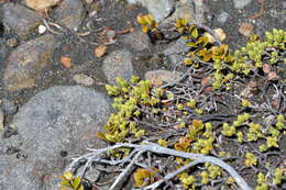 Image of Pimelea prostrata var. alpina Cheesem.