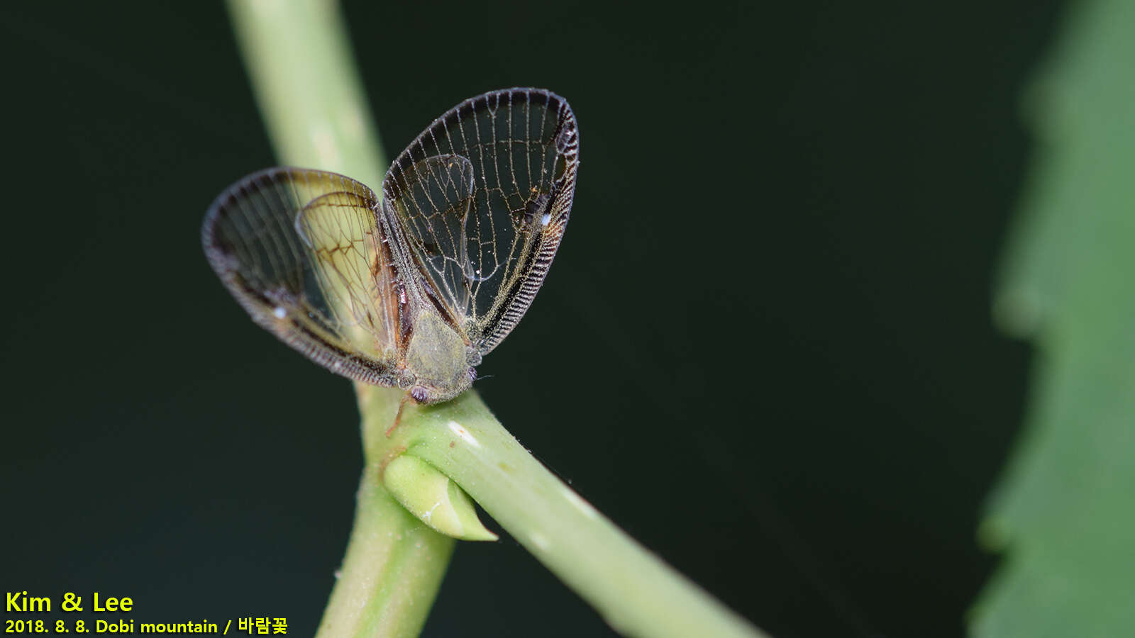 Image of Euricania facialis (Walker 1858)