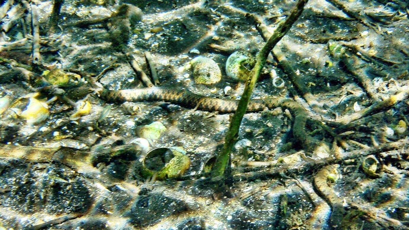 Image of Hydrops caesurus Scrocchi, Ferreira, Giraudo, Avila & Motte 2005