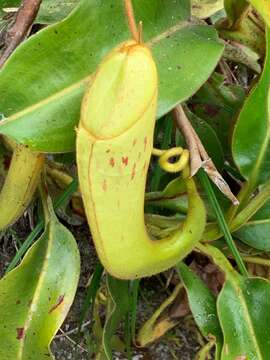 Image of Nepenthes chaniana C. Clarke, Chi. C. Lee & S. McPherson