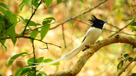 Image of Asian Paradise-Flycatcher