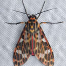 صورة Heliura rhodophila Walker 1856