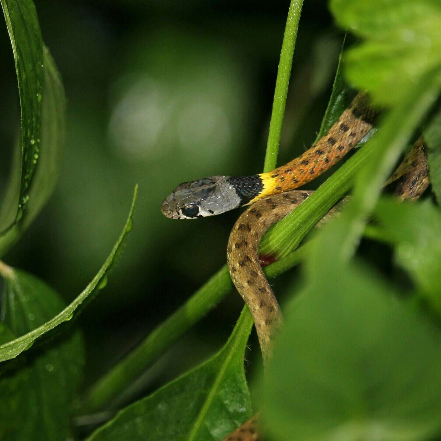 صورة Rhabdophis subminiatus (Schlegel 1837)