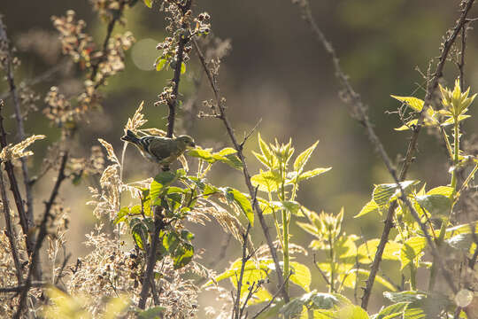 Image of Antillean Siskin