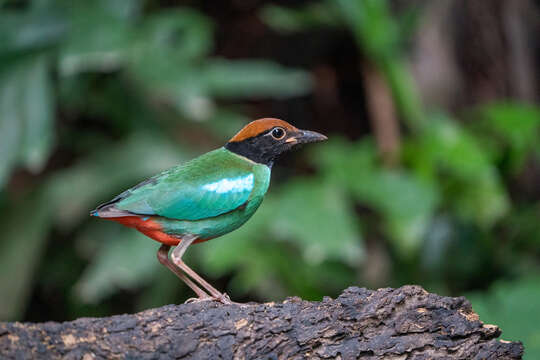 Pitta sordida cucullata Hartlaub 1843 resmi