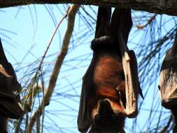 Image of Little Red Flying Fox