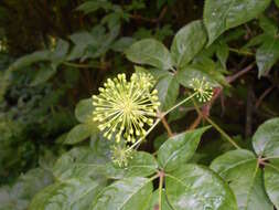 Image of Siberian ginseng