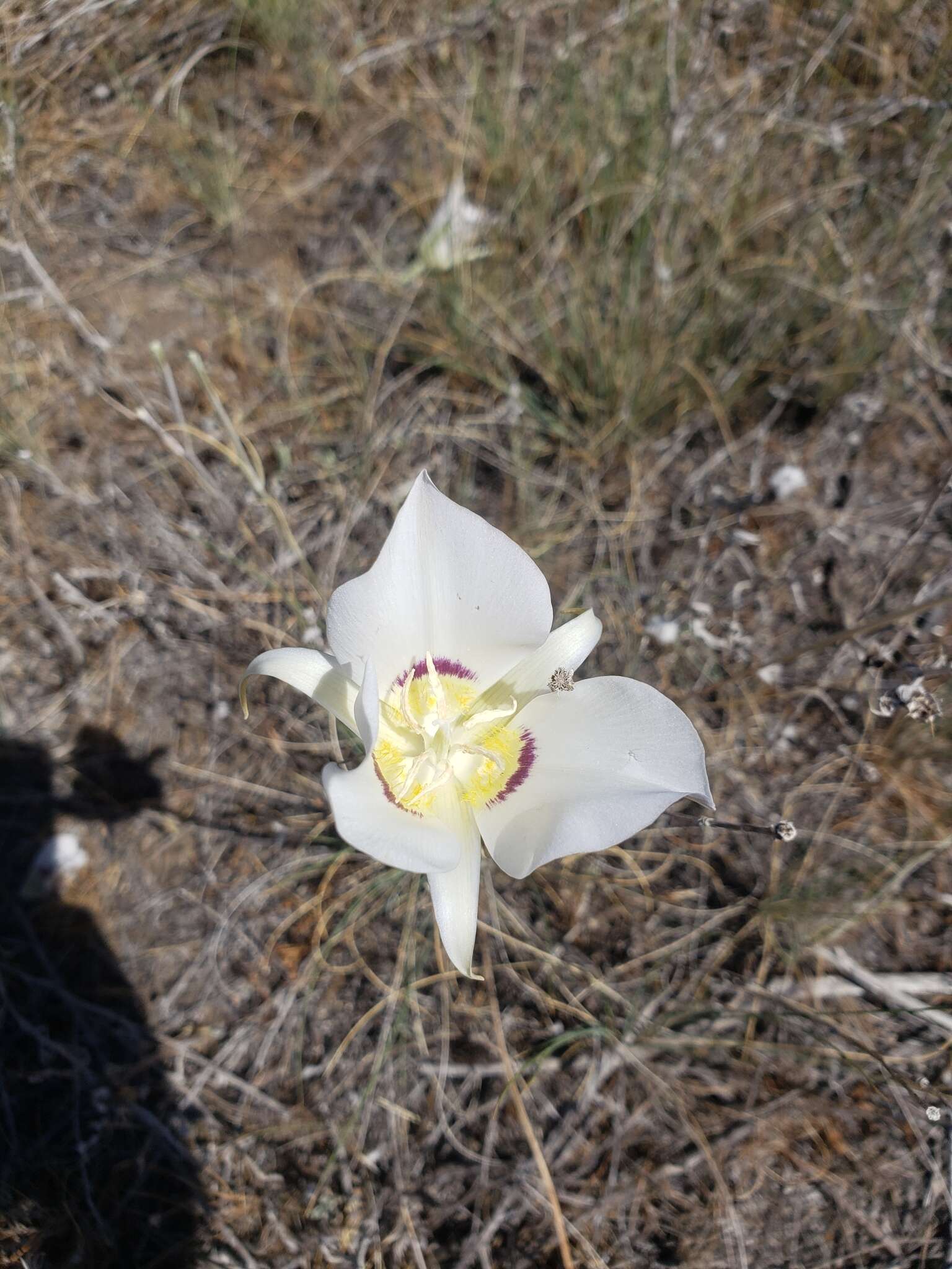 Image of Nez Perce mariposa lily