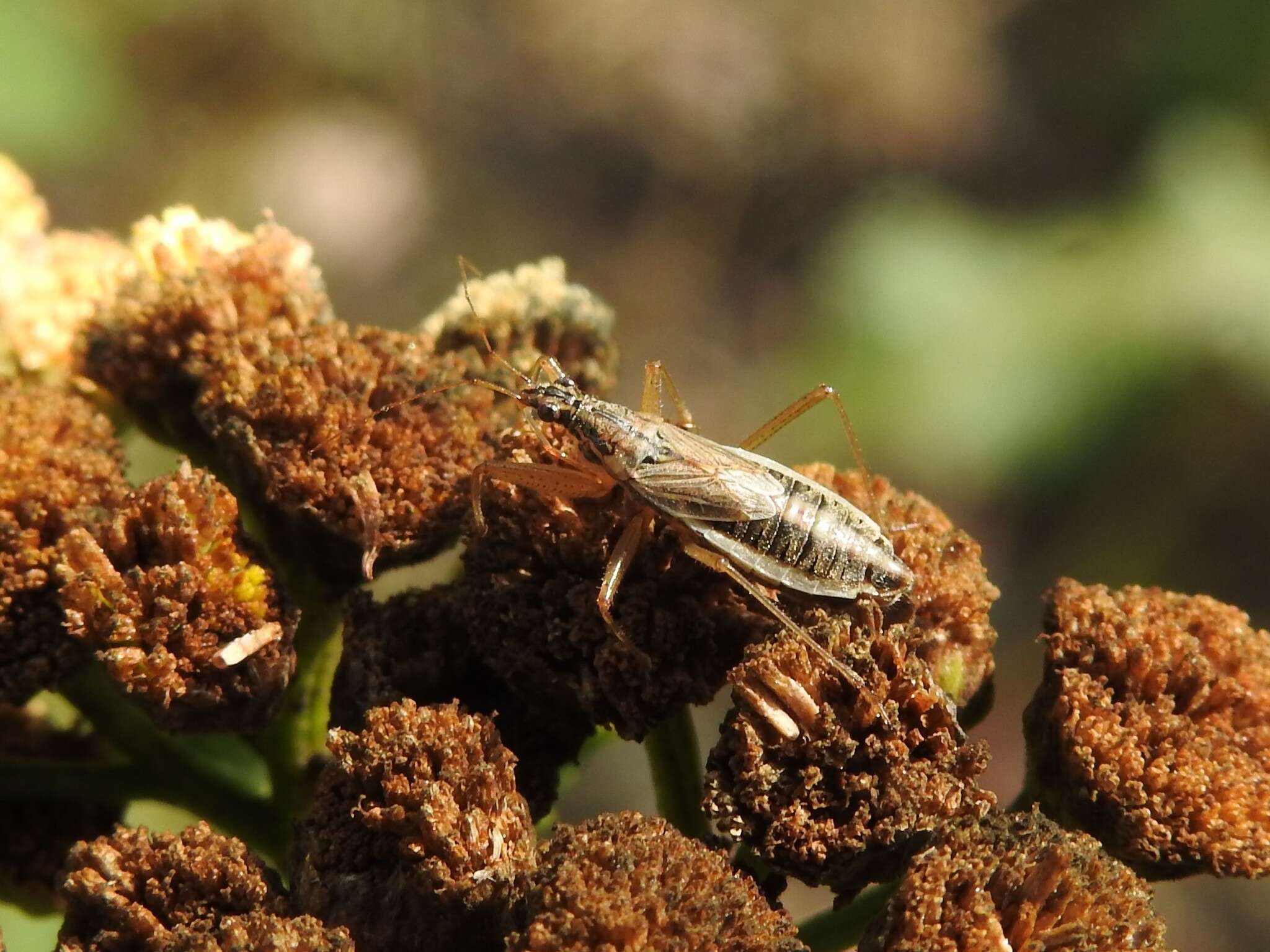 Image of Nabis flavomarginatus Scholtz 1847