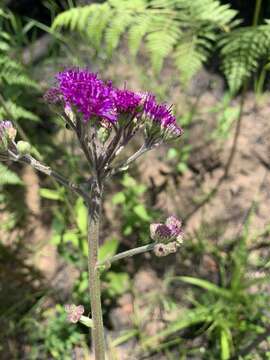 Image of Hilliardiella hirsuta (DC.) H. Robinson