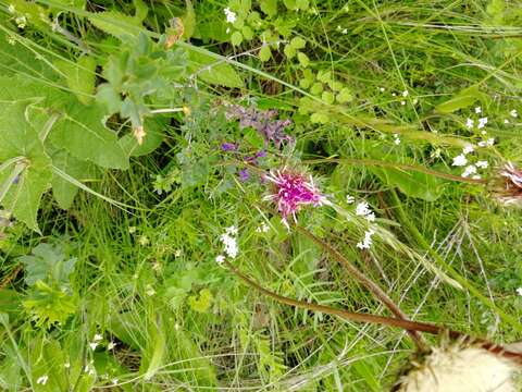 Image of Klasea radiata subsp. gmelinii (Tausch) L. Martins