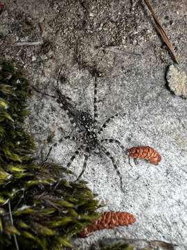 Image of Stone Spider