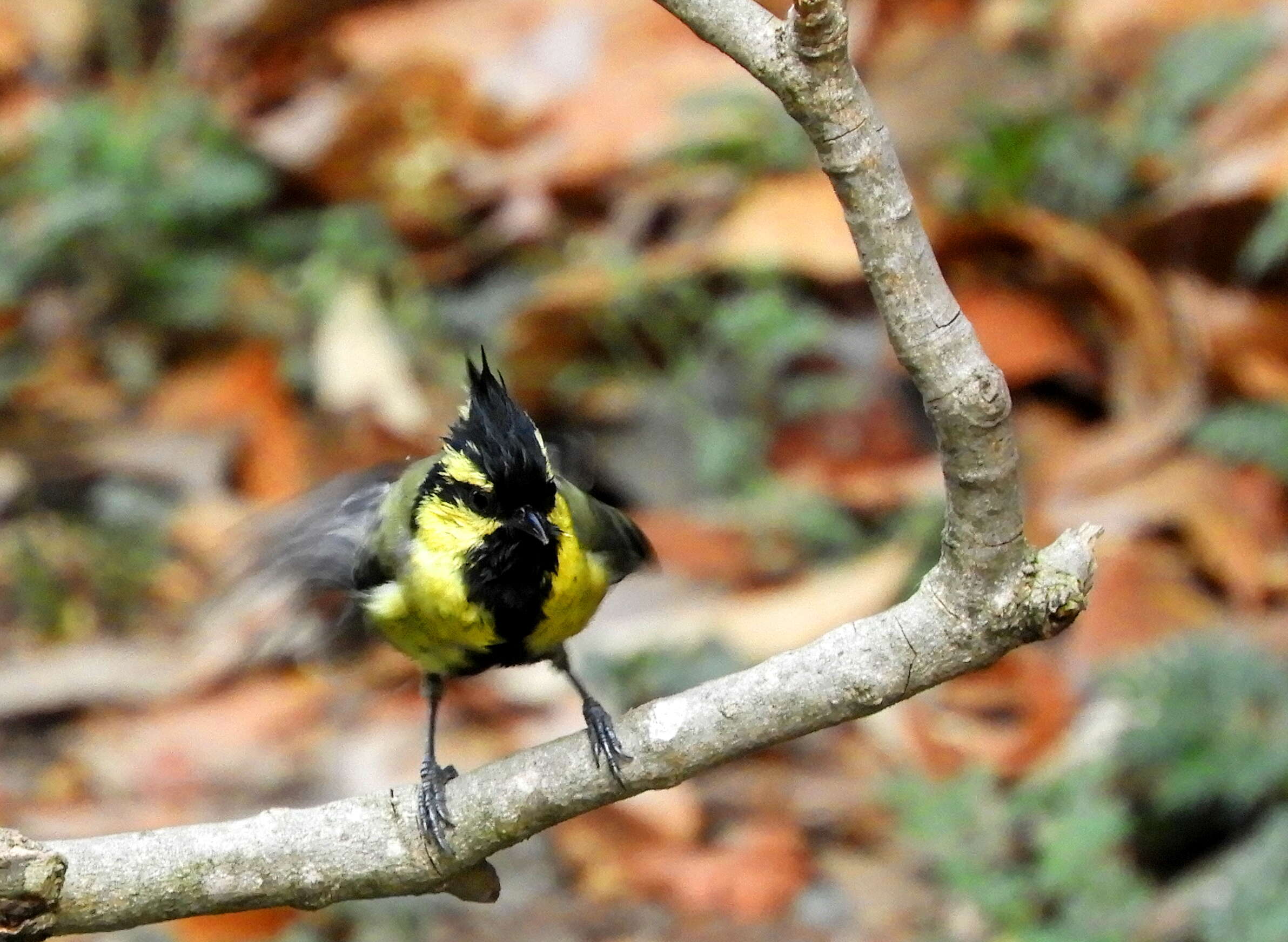 Image of Black-lored Tit