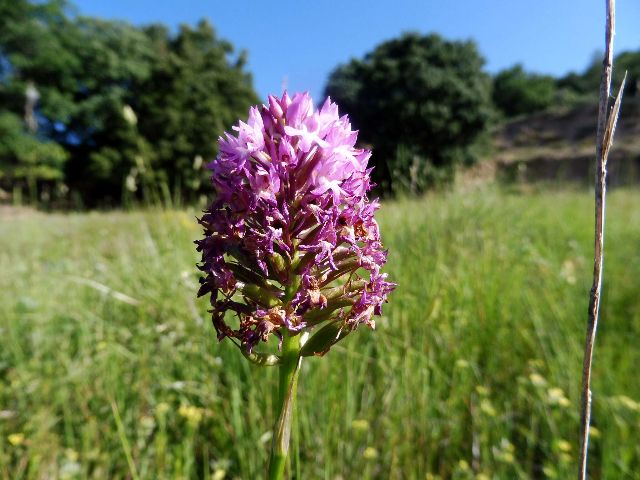 صورة Anacamptis pyramidalis (L.) Rich.