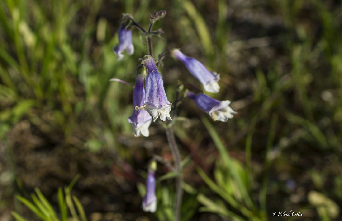 Image of hairy beardtongue