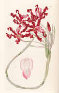 Image of Laelia undulata (Lindl.) L. O. Williams