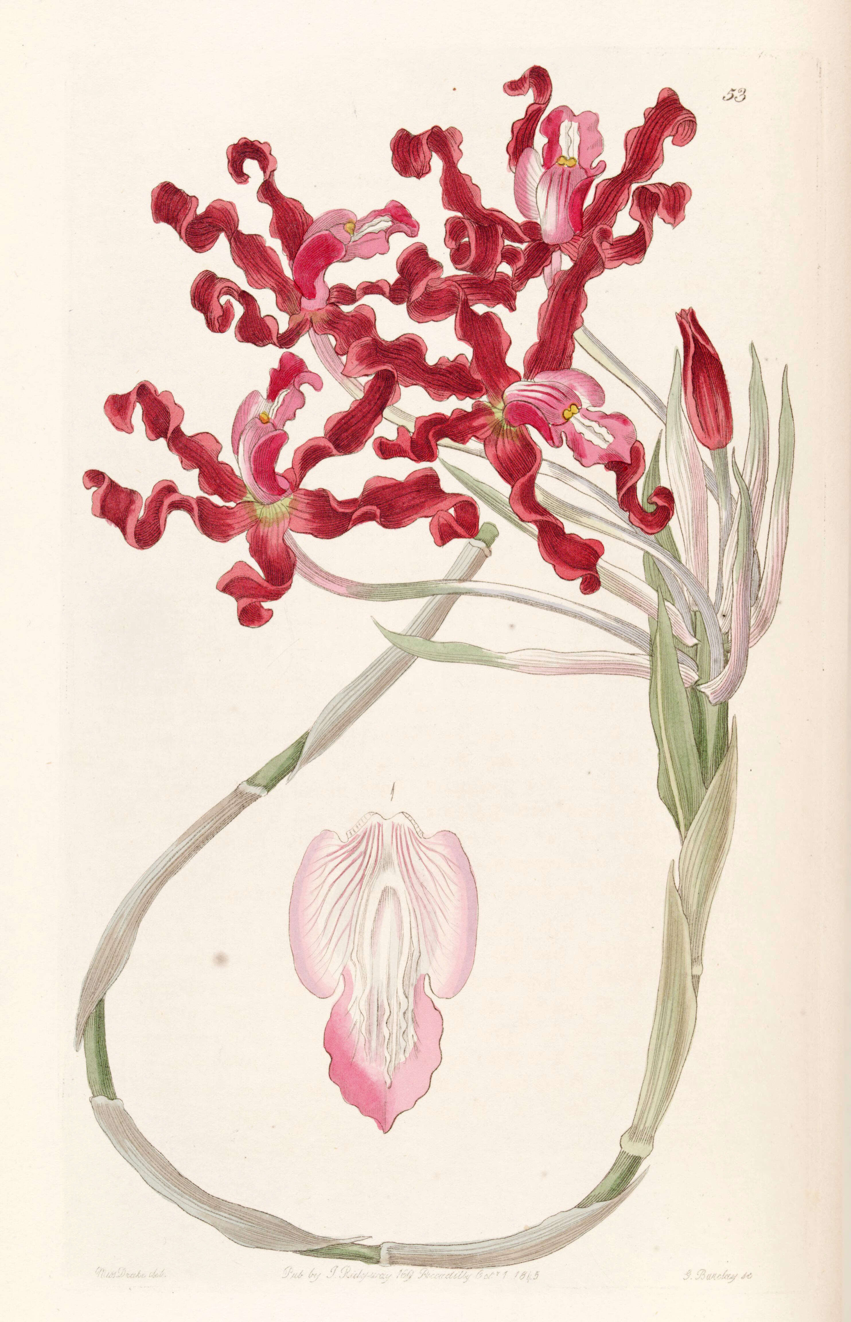 Image of Laelia undulata (Lindl.) L. O. Williams