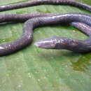 Image of Pastaza River Caecilian