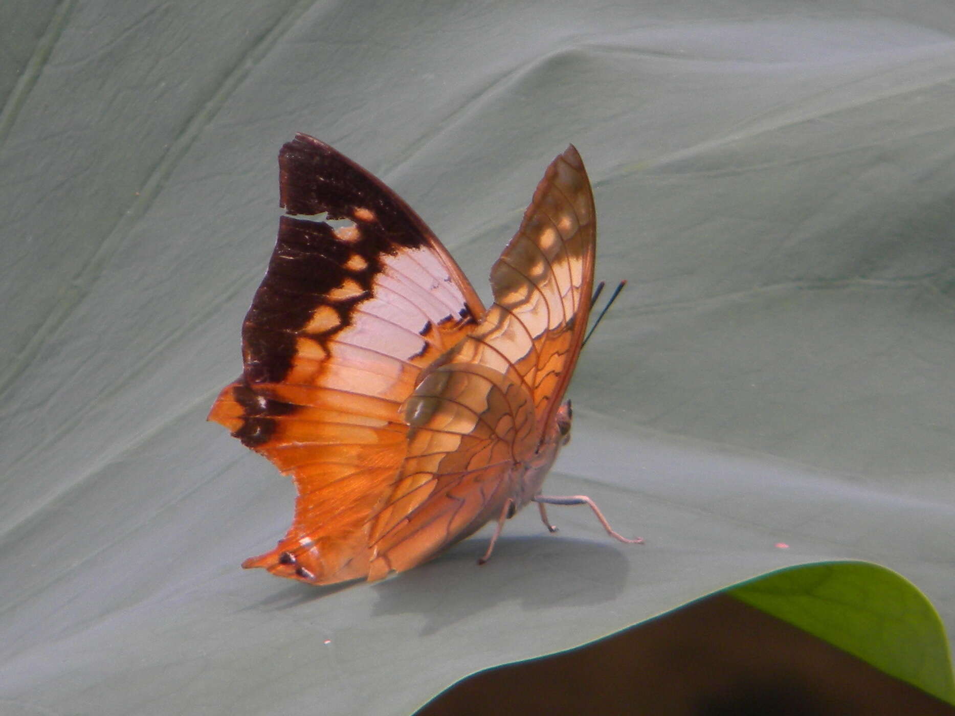 Imagem de Charaxes bernardus Fabricius 1793