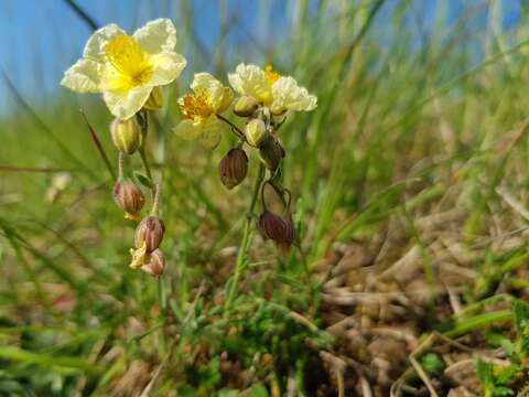 Image of Helianthemum sulphureum Willd.