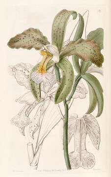 Image of Cattleya granulosa Lindl.
