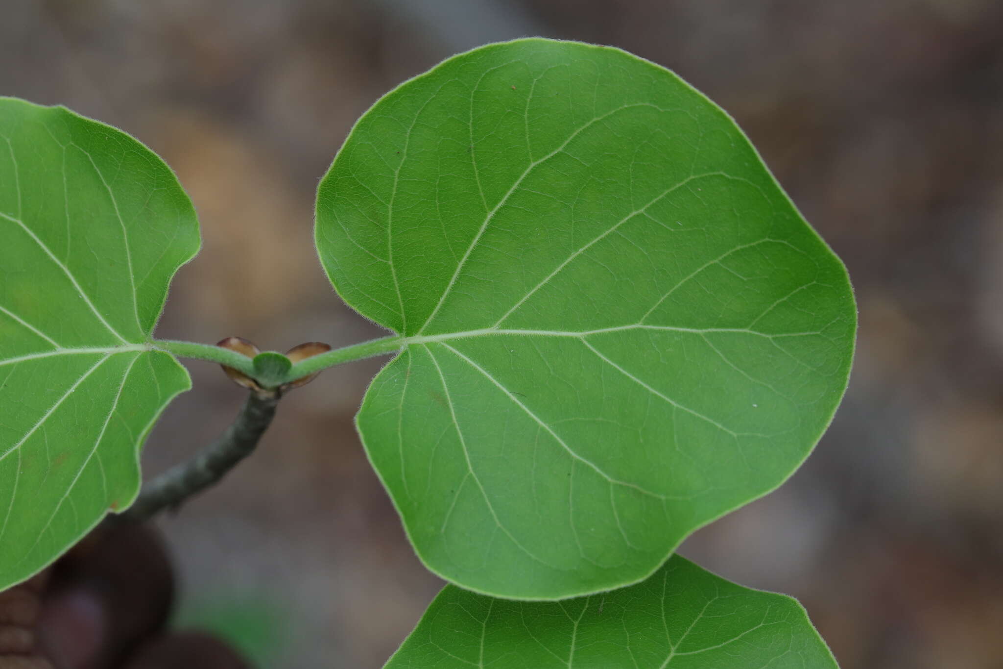 Imagem de Schizenterospermum rotundifolium Homolle ex Arènes