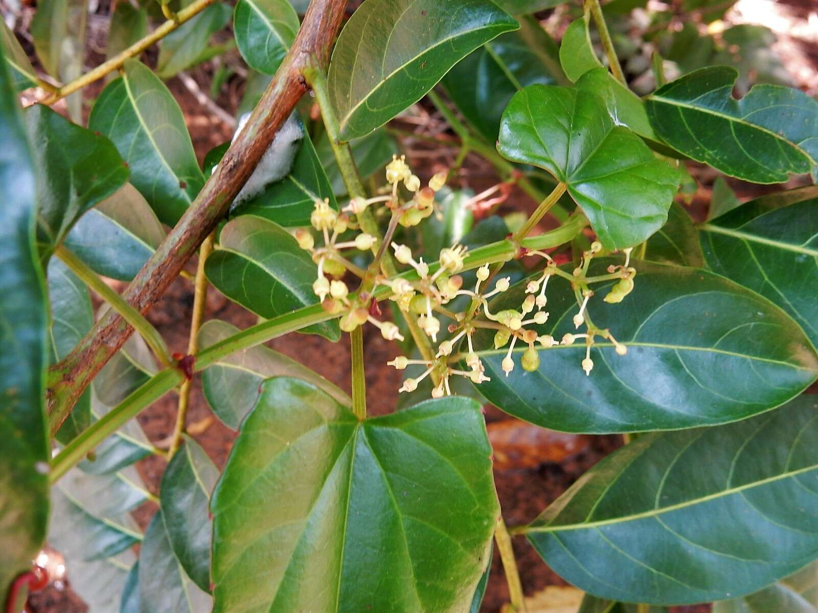 Image de Cissus hastata (Miq.) Planch.