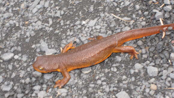 Image of Rough-skinned Newt