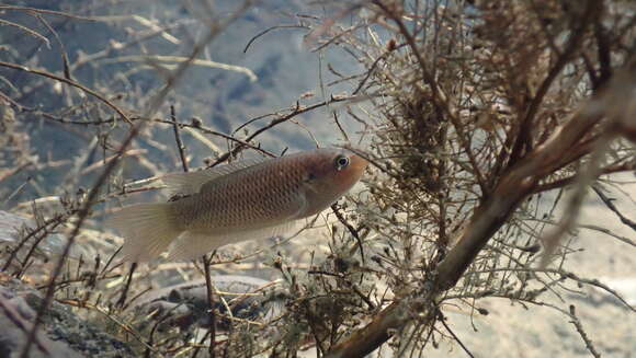 Image of Macropodus hongkongensis Freyhof & Herder 2002