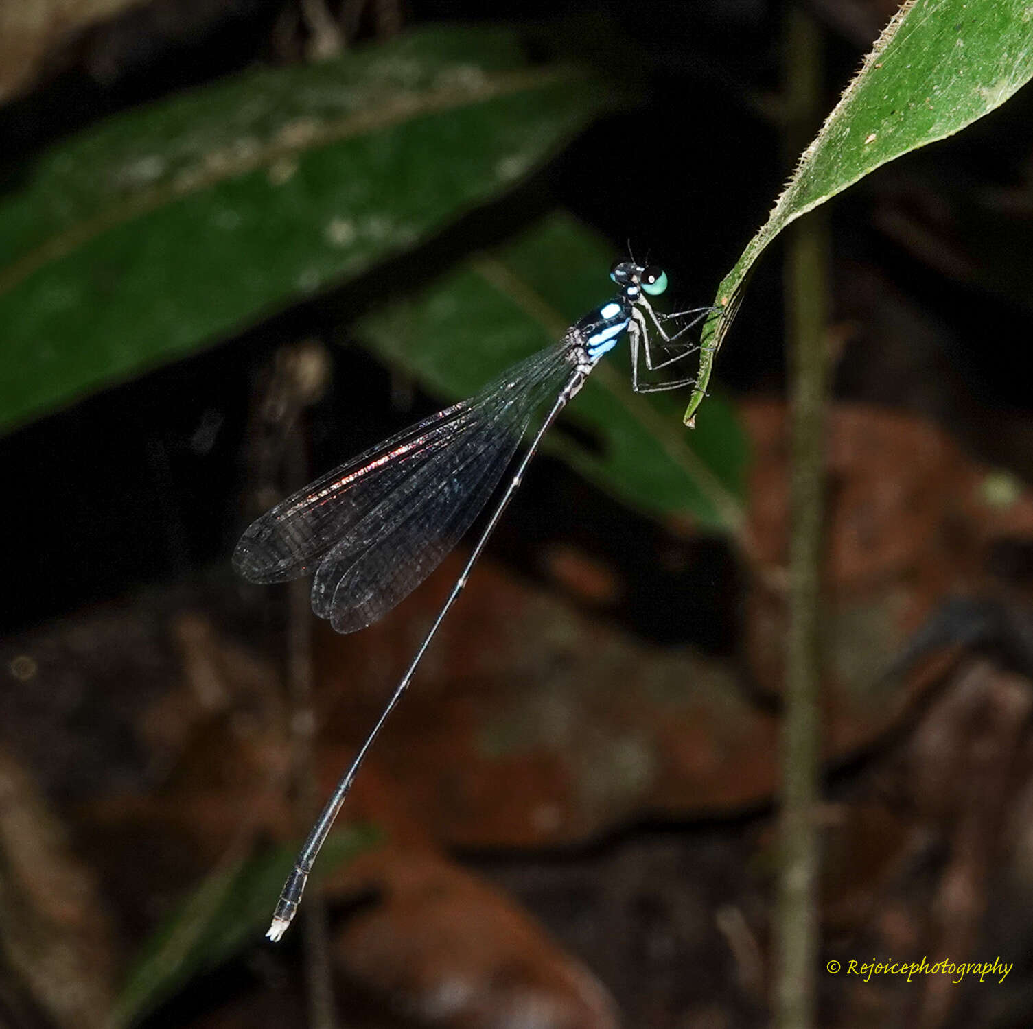 Imagem de Coeliccia bimaculata Laidlaw 1914