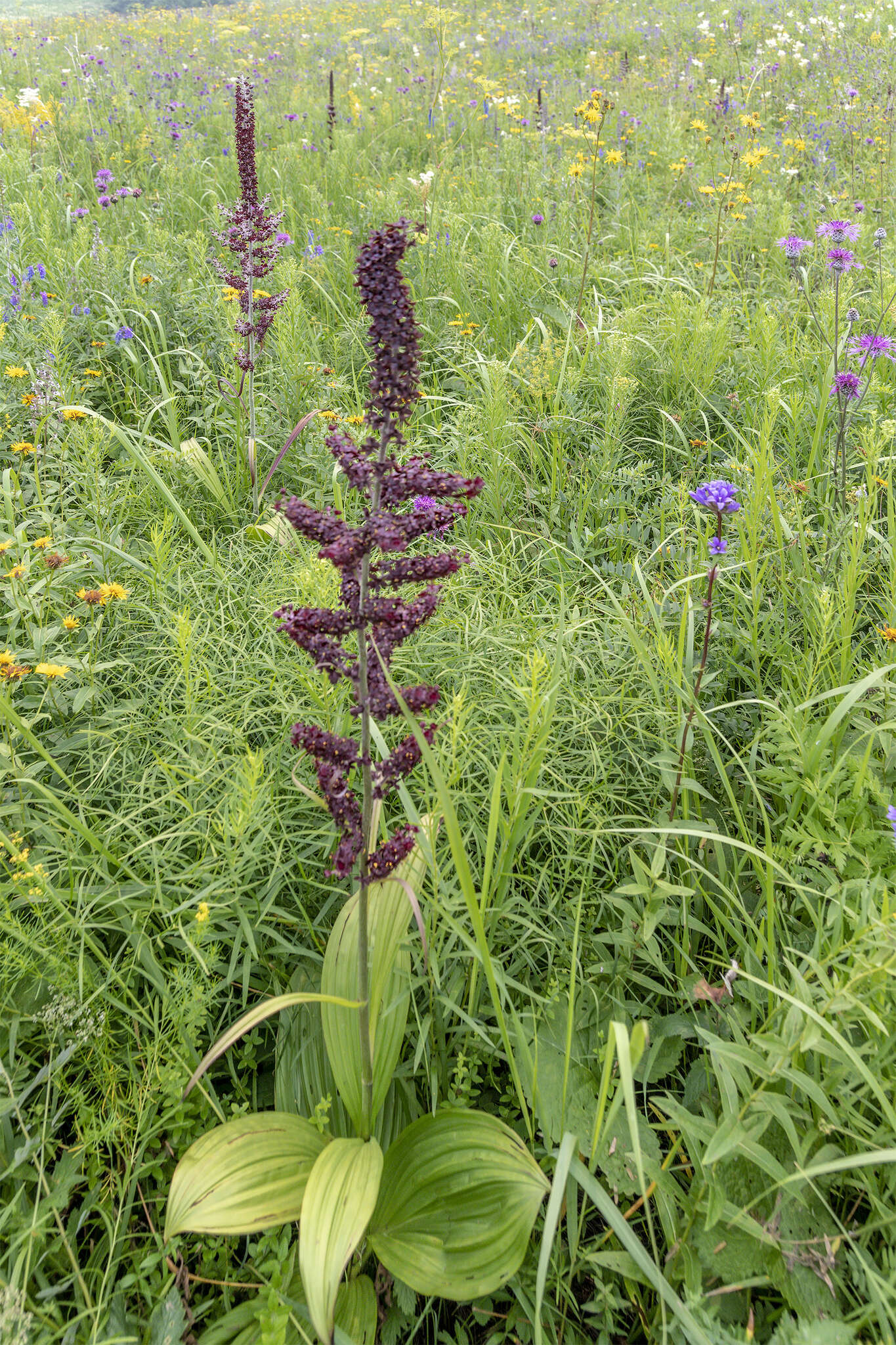 Image of black false hellebore