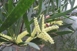 Imagem de Acacia longifolia (Andrews) Willd.